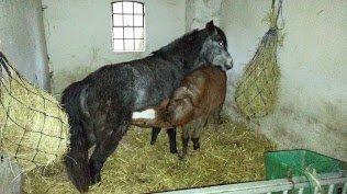 Anden særlig race Emma - Emma drikker lidt hos mor billede 5