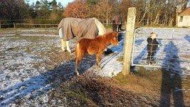 Anden særlig race Emma billede 6