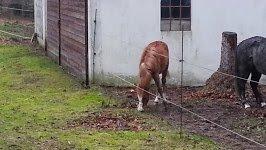 Anden særlig race Emma billede 7