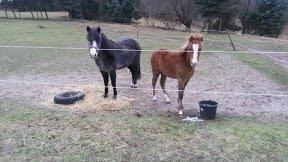 Anden særlig race Emma billede 8