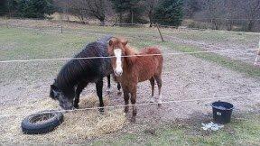 Anden særlig race Emma billede 9