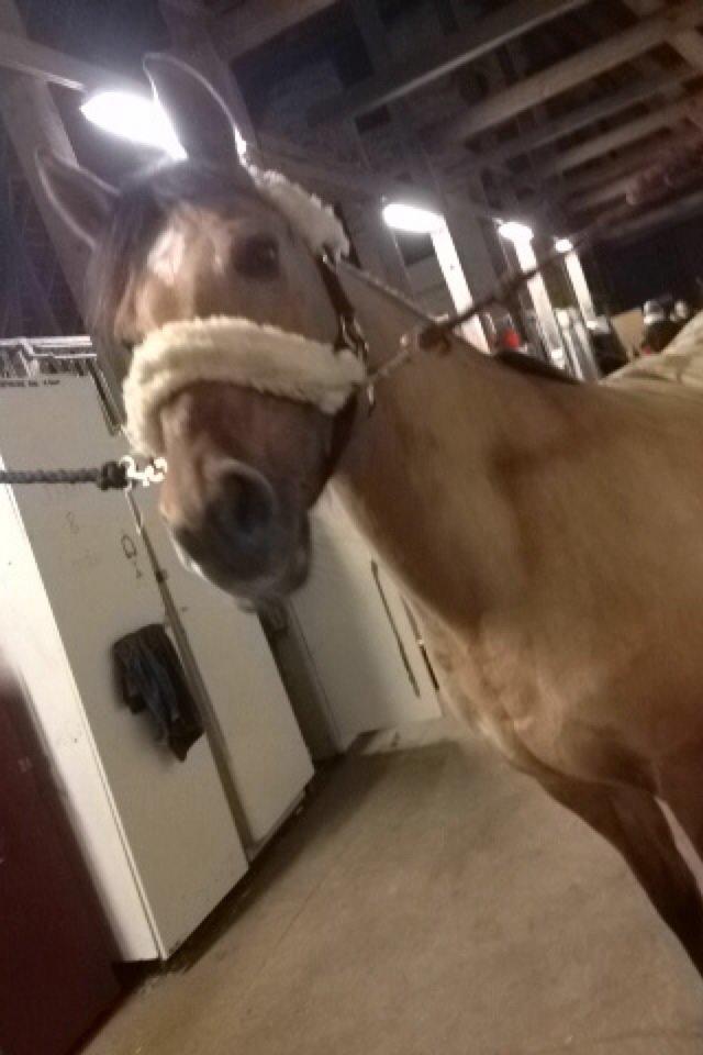 Anden særlig race Labina Suprise billede 2