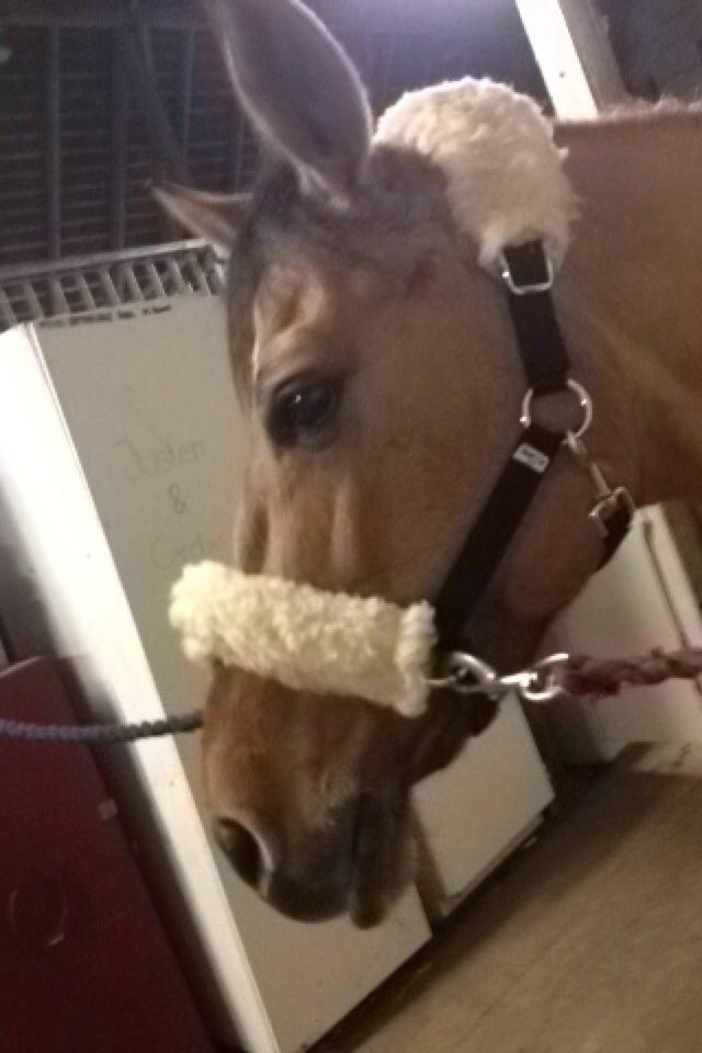 Anden særlig race Labina Suprise billede 6