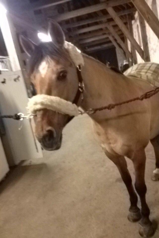 Anden særlig race Labina Suprise billede 7