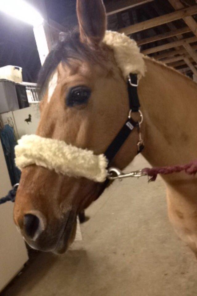 Anden særlig race Labina Suprise billede 9