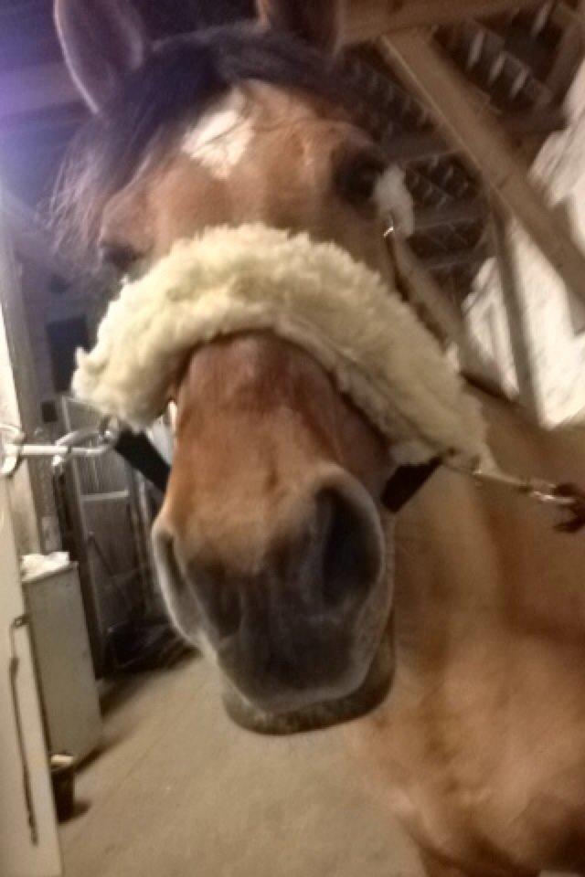 Anden særlig race Labina Suprise billede 11