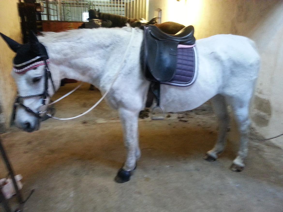 Anden særlig race Flamme billede 1