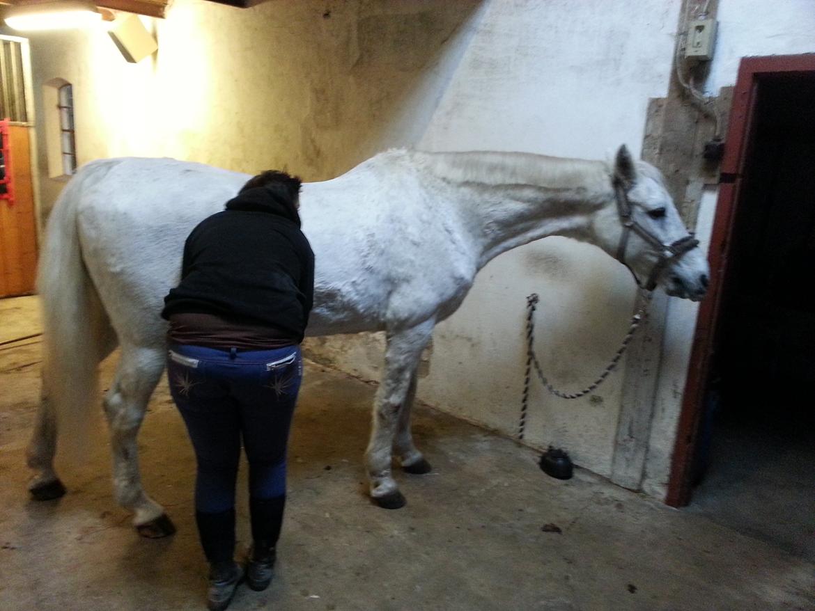 Anden særlig race Flamme billede 11