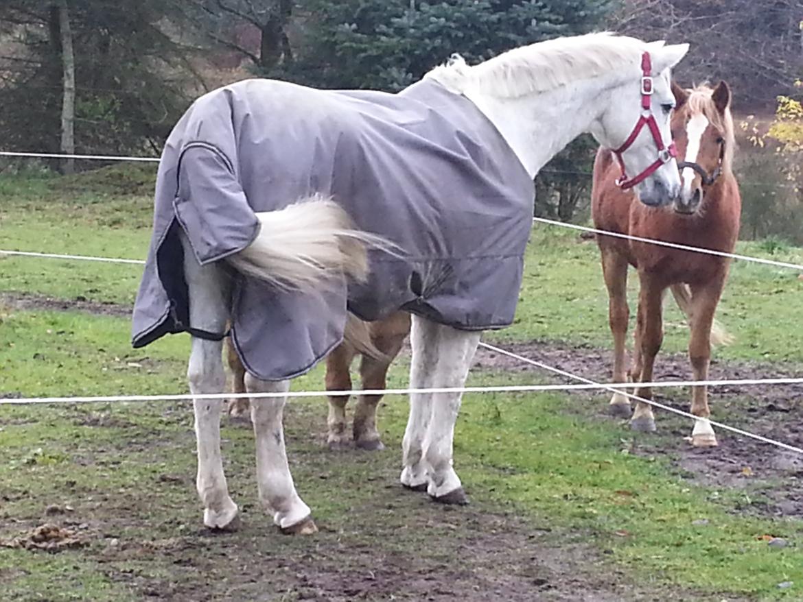 Anden særlig race Flamme billede 12
