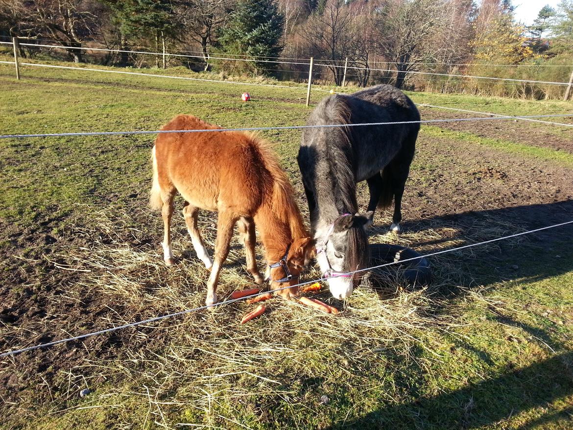 Anden særlig race Emma billede 10
