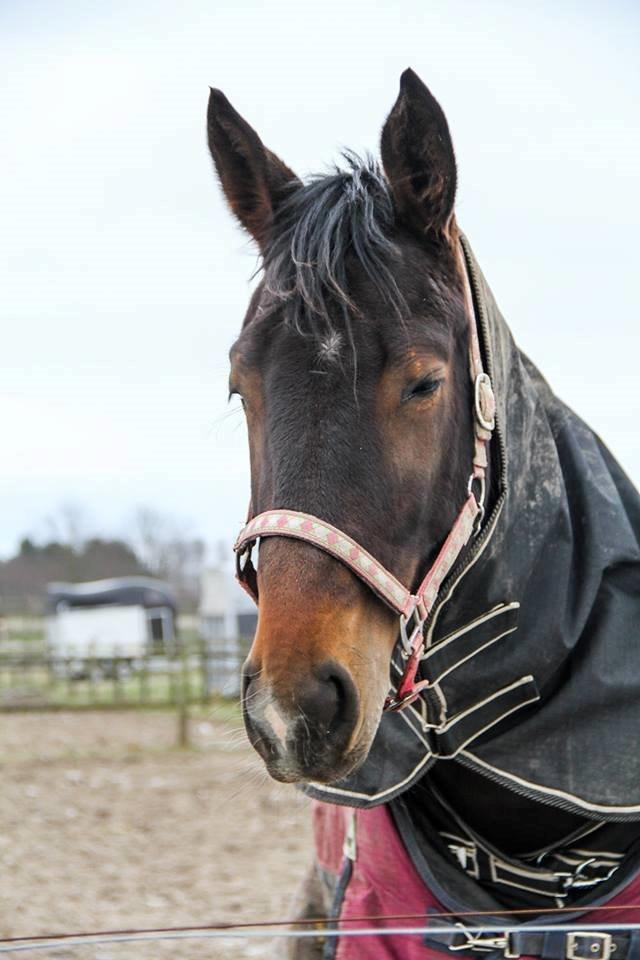 Oldenborg Cille Søndervang billede 8