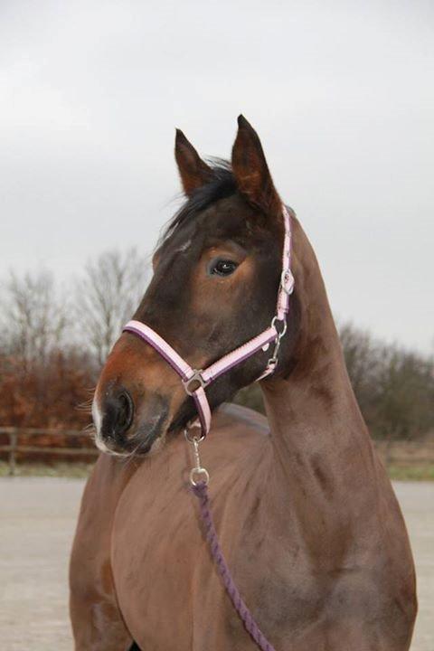 Oldenborg Cille Søndervang - Den mest fantastiske hest <3 billede 9