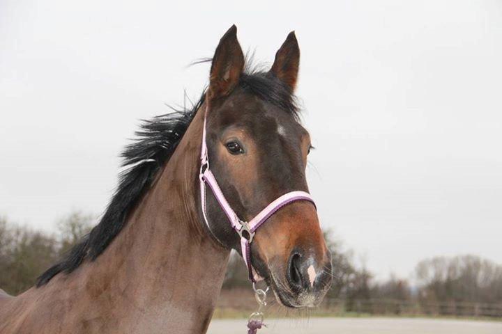Oldenborg Cille Søndervang billede 10