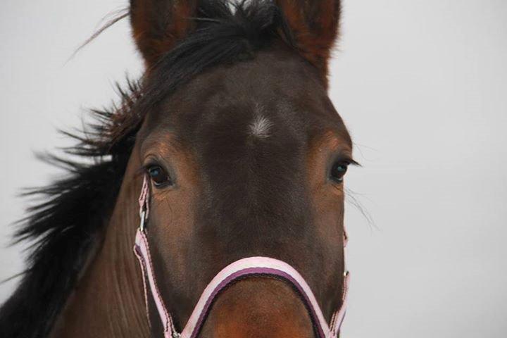 Oldenborg Cille Søndervang billede 11