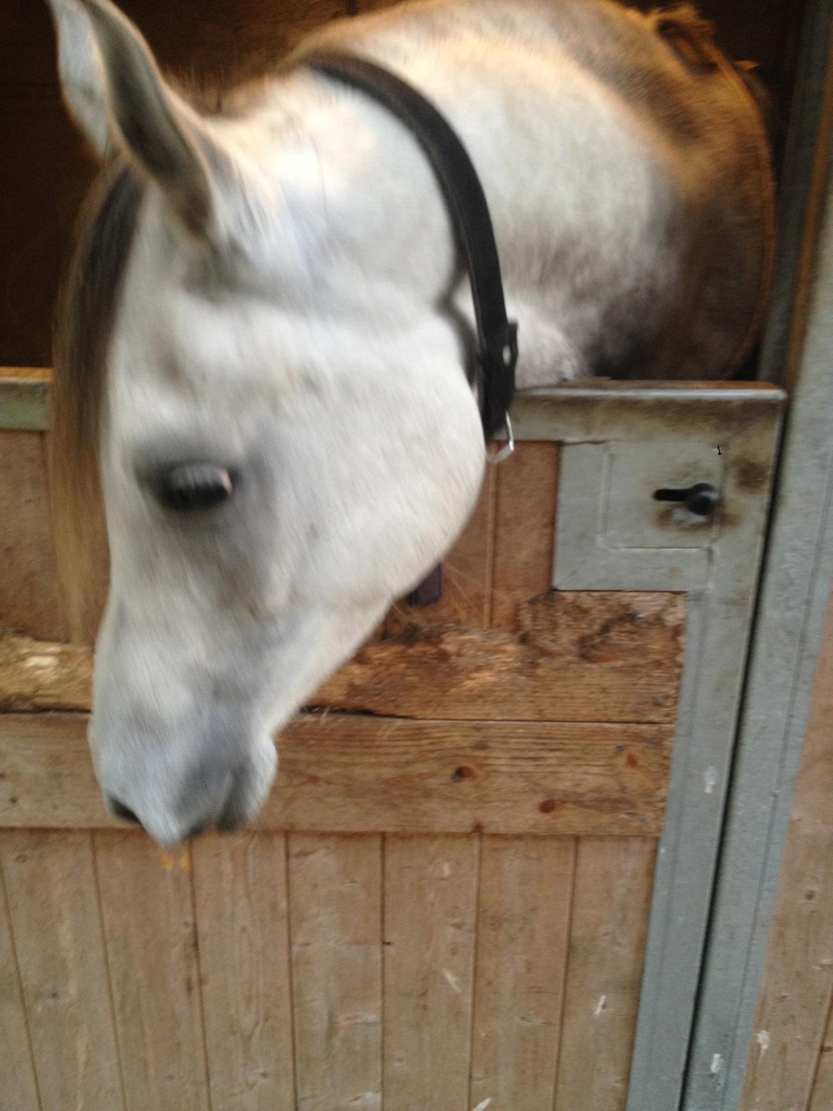 Arabisk fuldblod (OX) CA Nesco billede 12