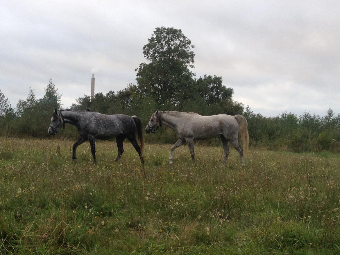 Arabisk fuldblod (OX) CA Nesco billede 17