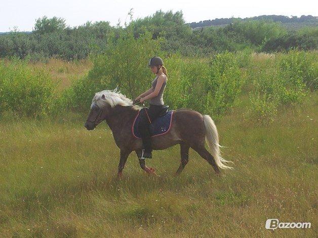 Islænder Así - Fra sommeren 2013. Man er lidt ivrig. <3 billede 17