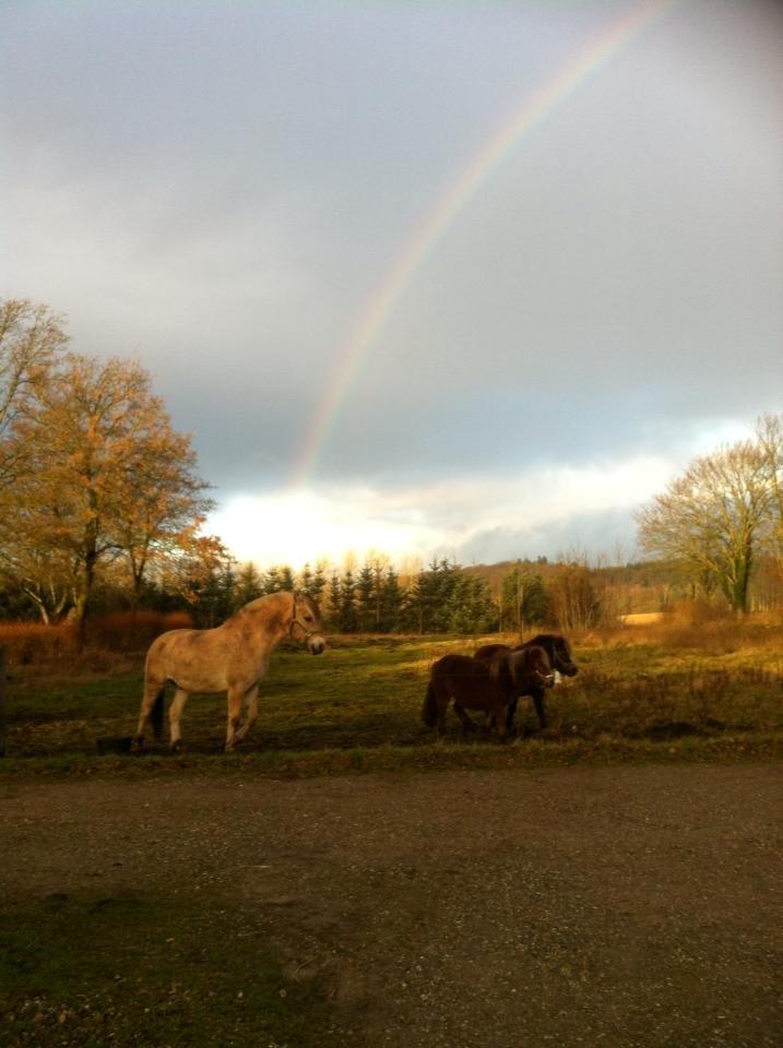 Fjordhest Tango!&lt;3 - For enden af regnbuen er der altid noget godt! &lt;3
mine tre gulklumper(,:  billede 22