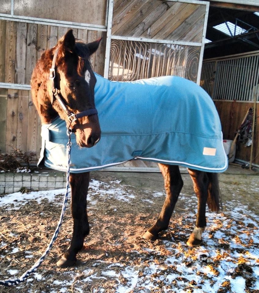 Dansk Varmblod Lexus billede 12