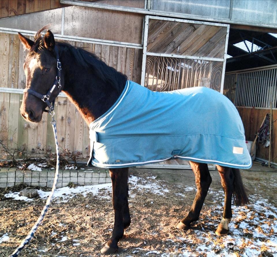 Dansk Varmblod Lexus billede 13