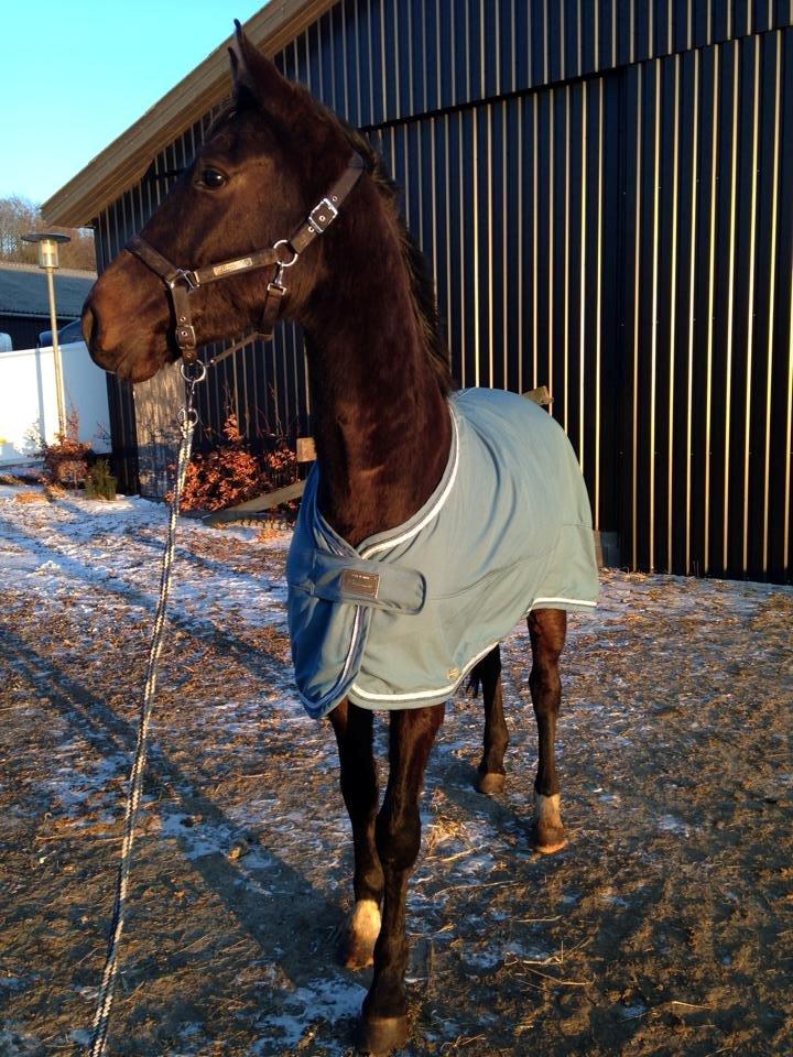 Dansk Varmblod Lexus billede 14