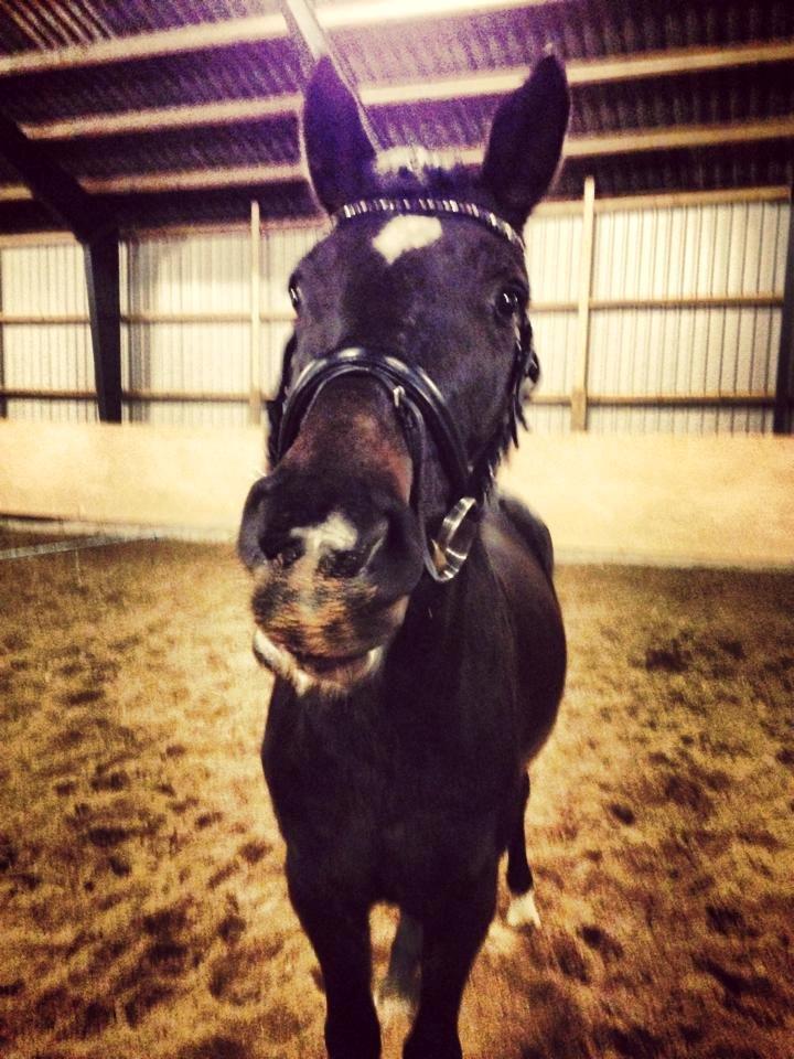 Dansk Varmblod Lexus billede 17