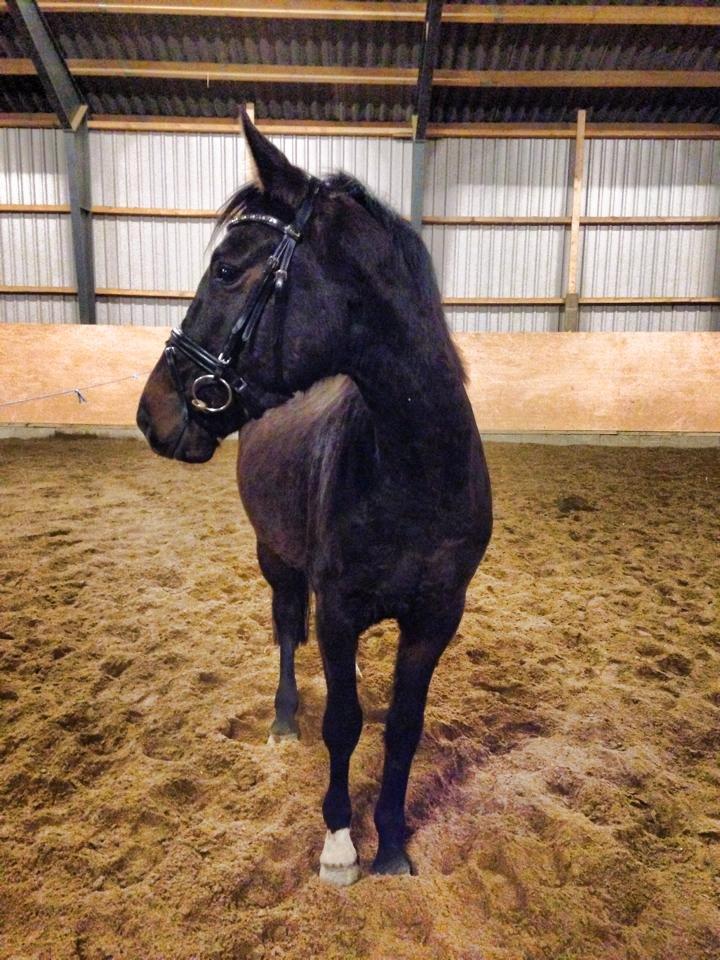 Dansk Varmblod Lexus billede 18