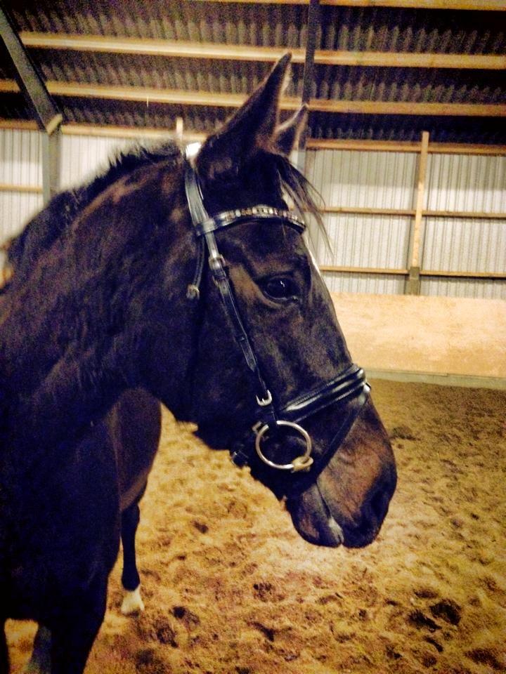 Dansk Varmblod Lexus billede 19