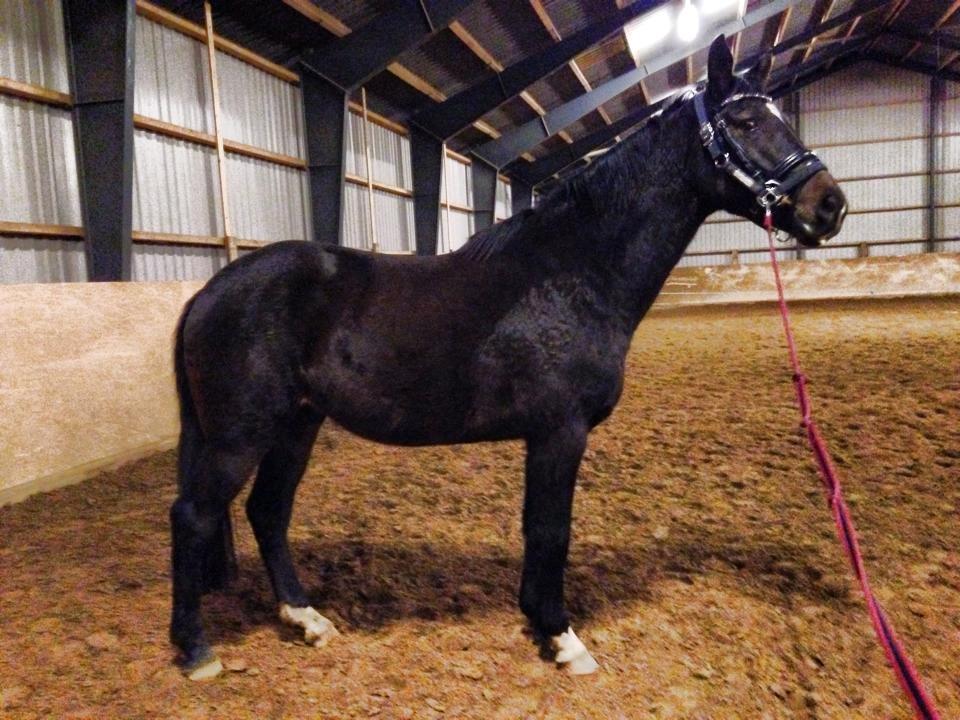 Dansk Varmblod Lexus billede 15