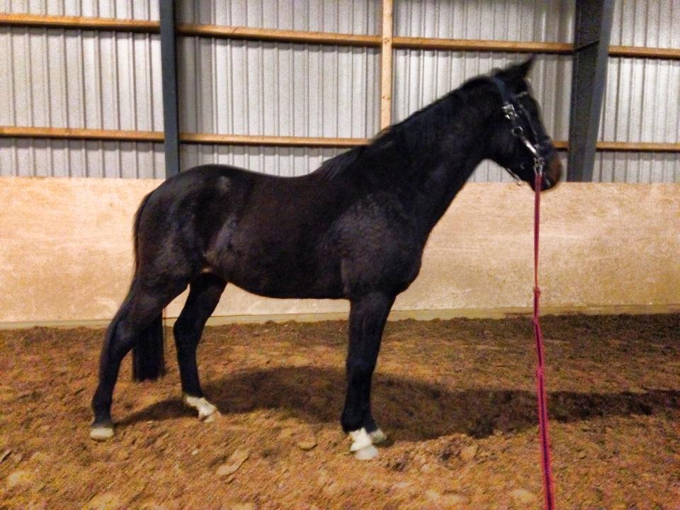 Dansk Varmblod Lexus billede 16