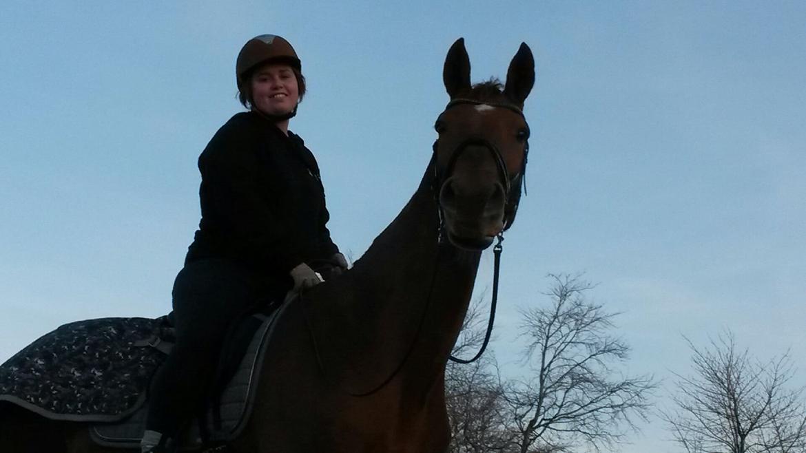 Dansk Varmblod May shahnaz RDH 5601 DV DK (himmel hest) billede 2