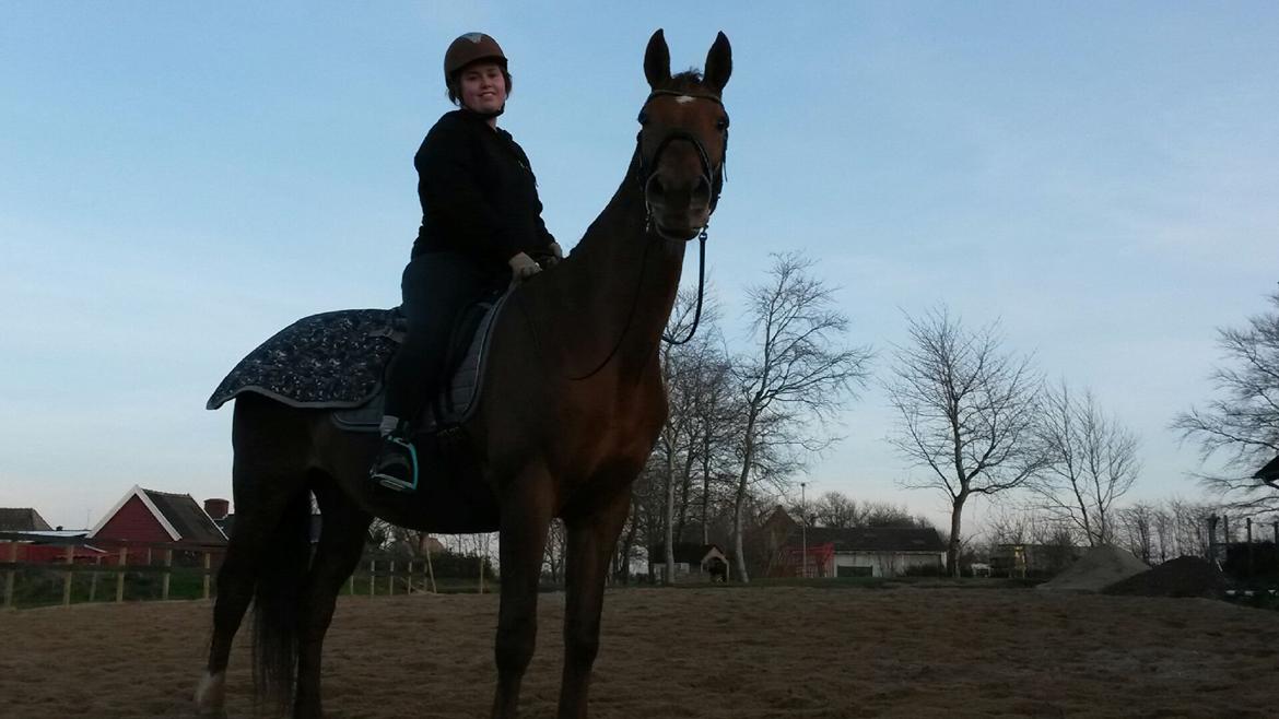 Dansk Varmblod May shahnaz RDH 5601 DV DK (himmel hest) billede 1