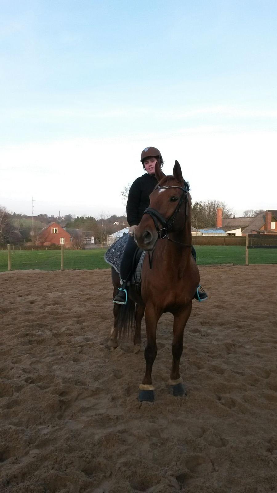 Dansk Varmblod May shahnaz RDH 5601 DV DK (himmel hest) billede 3