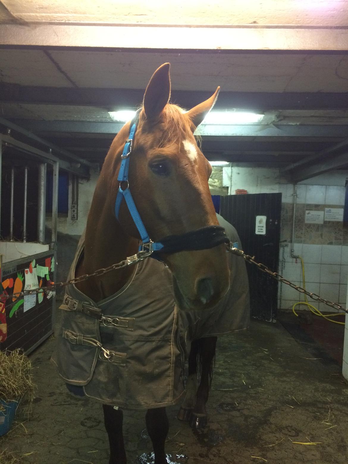 Dansk Varmblod May shahnaz RDH 5601 DV DK (himmel hest) billede 4