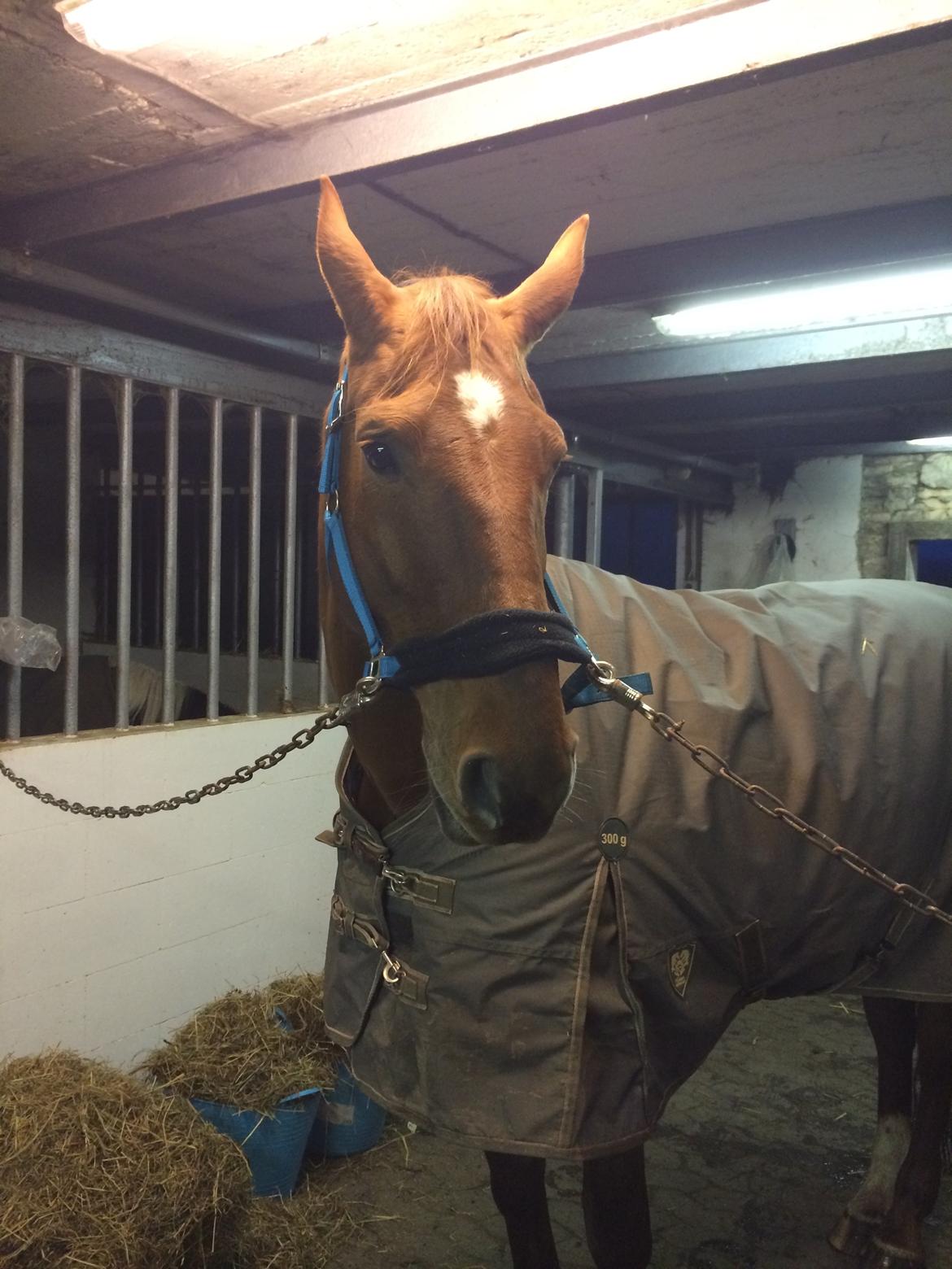 Dansk Varmblod May shahnaz RDH 5601 DV DK (himmel hest) billede 6