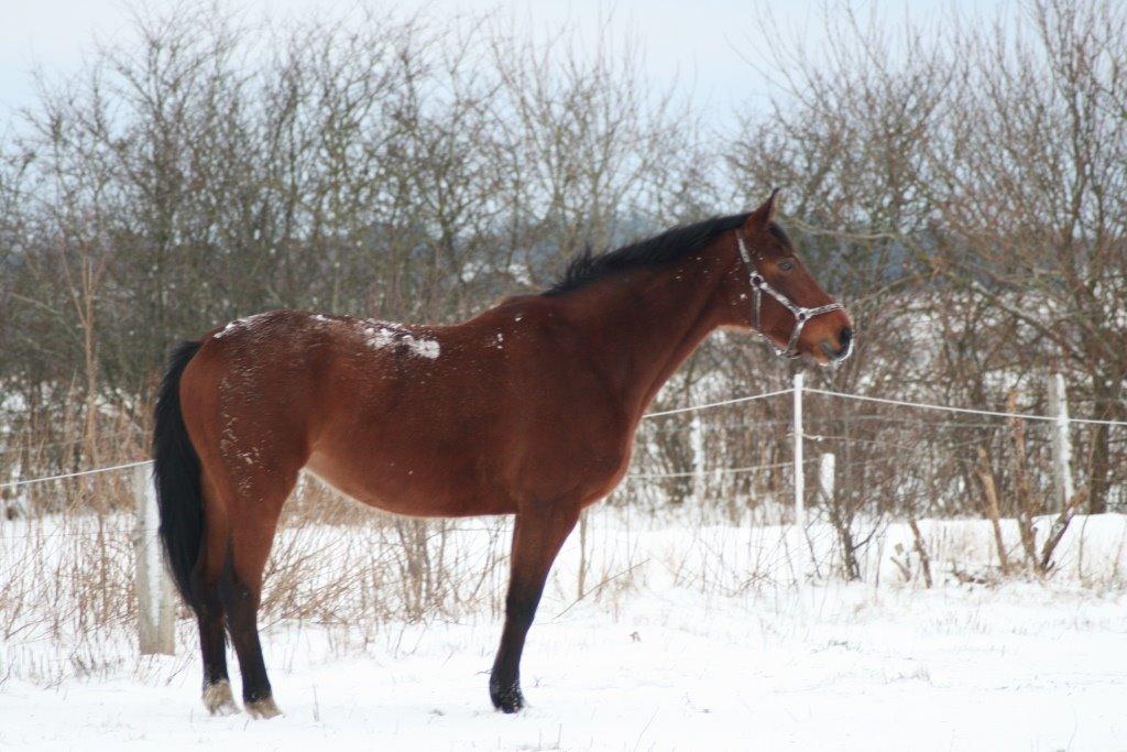Dansk Varmblod Amanda billede 4