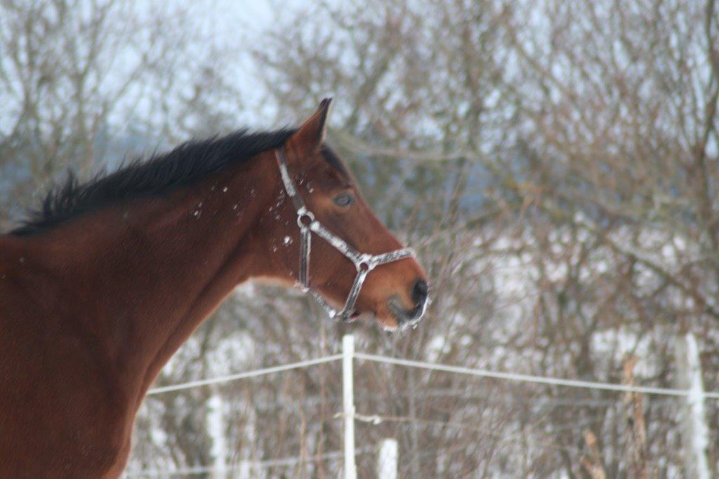 Dansk Varmblod Amanda billede 5