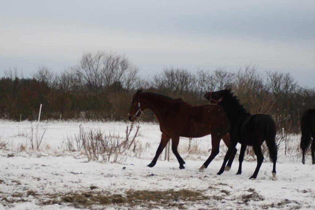 Dansk Varmblod Amanda billede 6