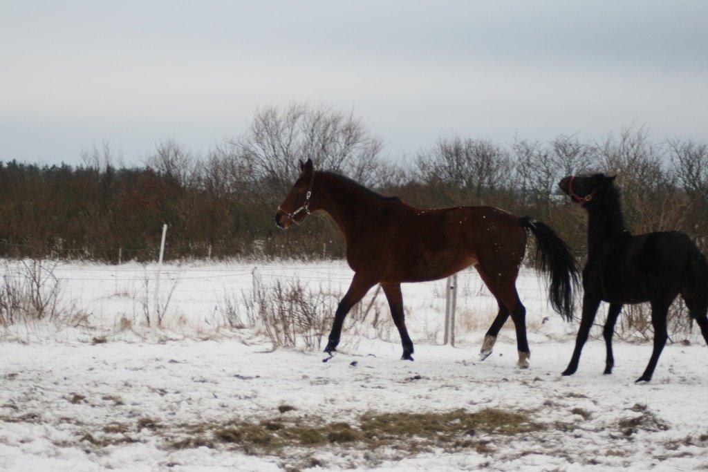 Dansk Varmblod Amanda billede 7
