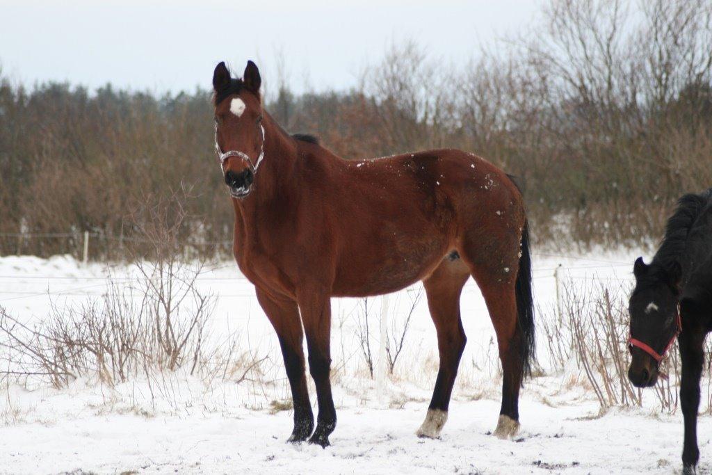 Dansk Varmblod Amanda billede 8
