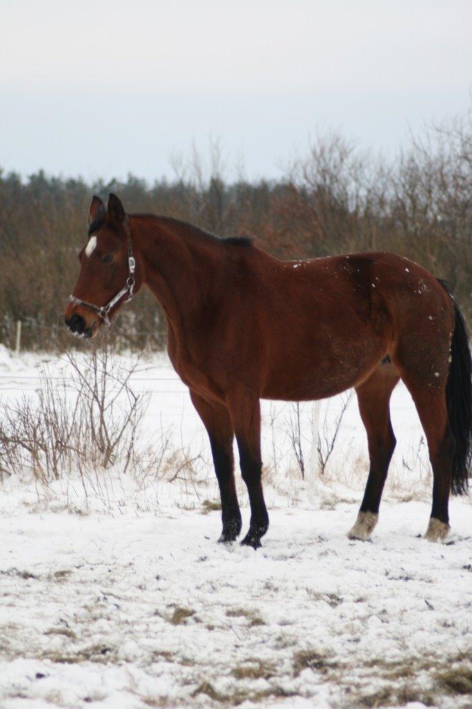 Dansk Varmblod Amanda billede 9
