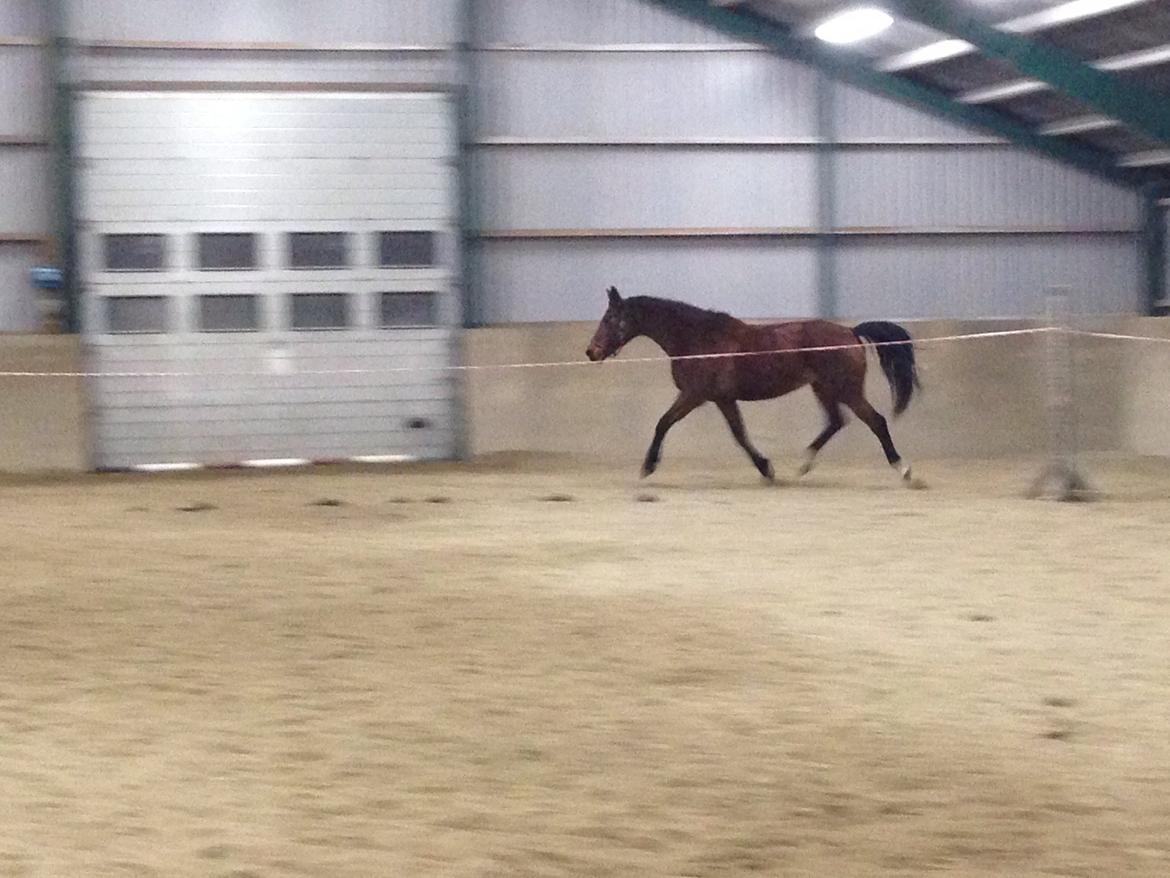 Dansk Varmblod Amanda billede 10