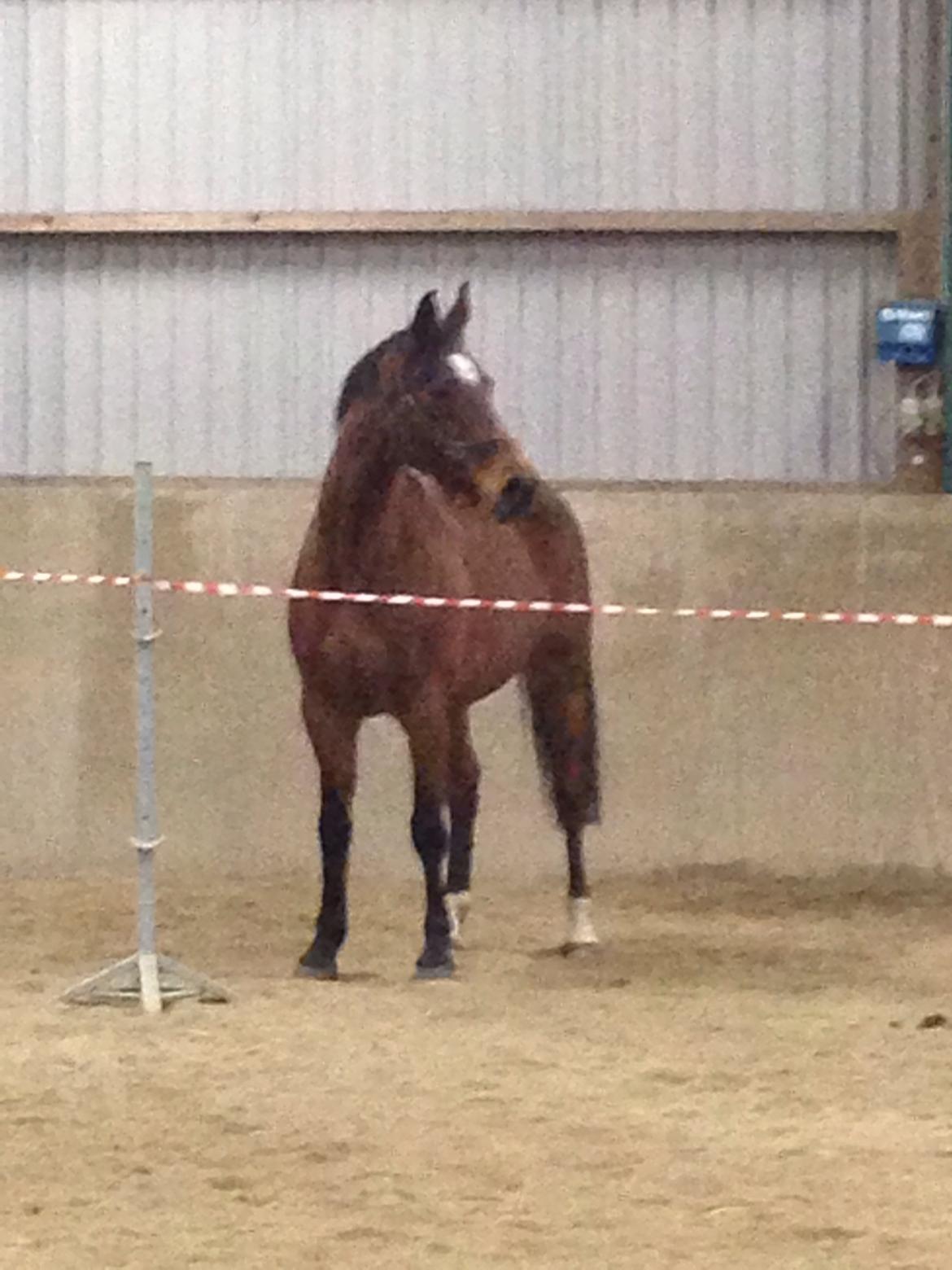 Dansk Varmblod Amanda billede 11