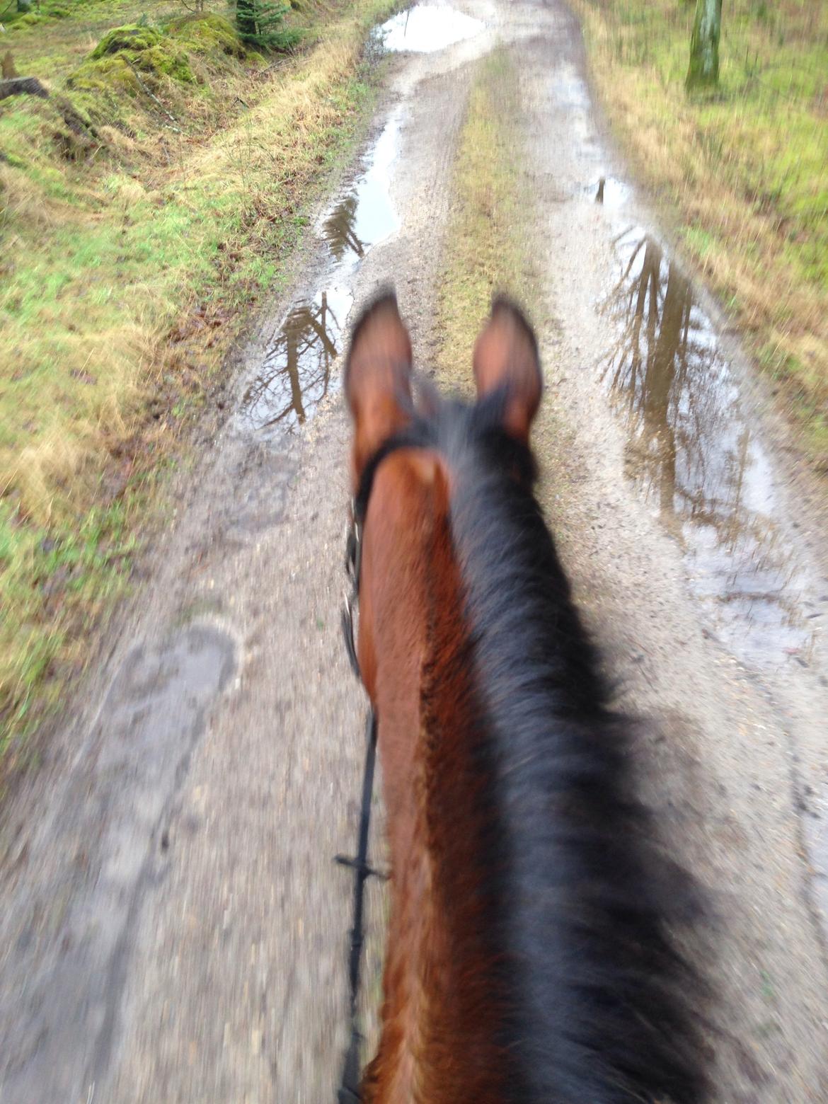 Dansk Varmblod Amanda billede 12