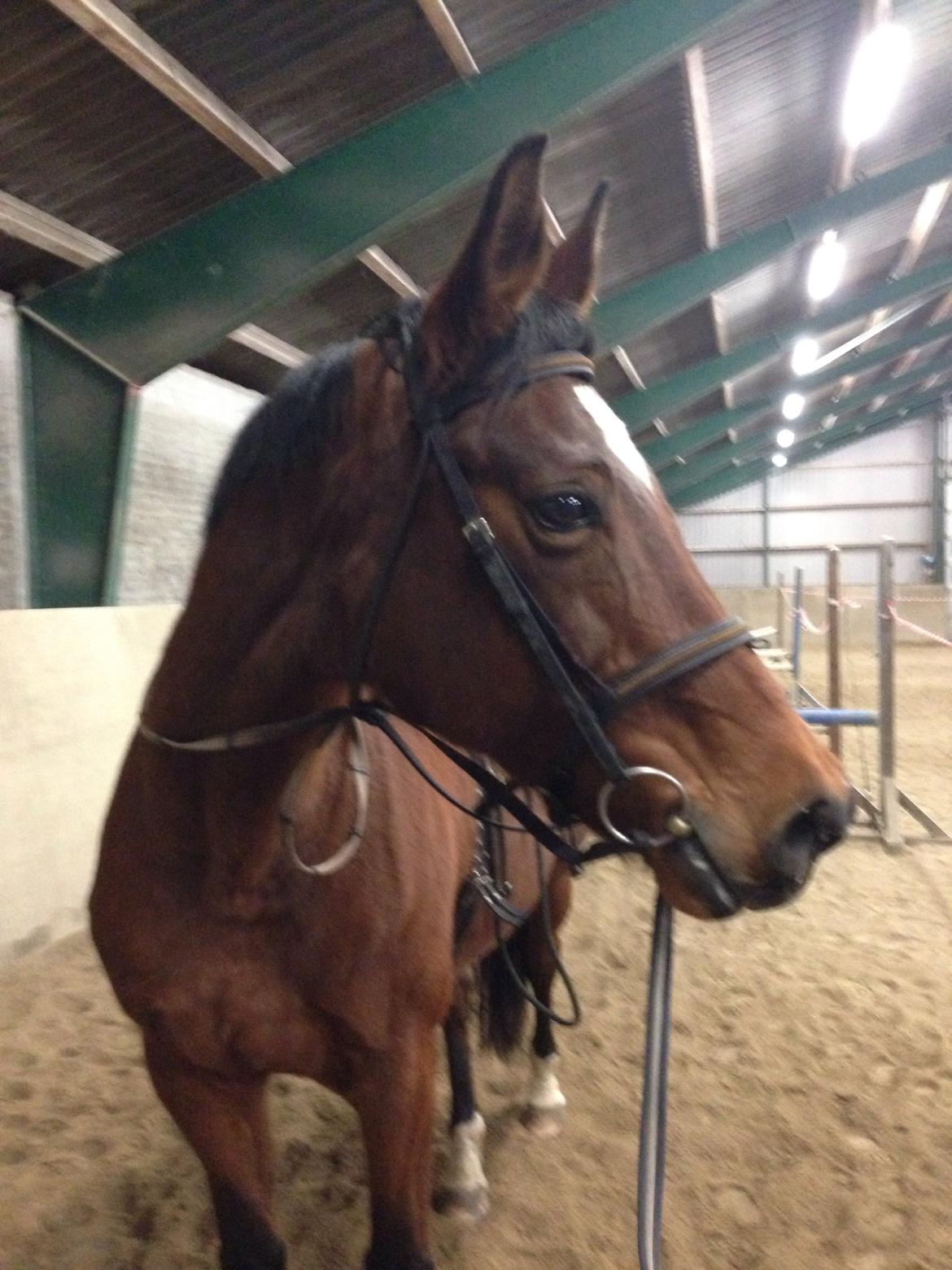 Dansk Varmblod Amanda billede 13