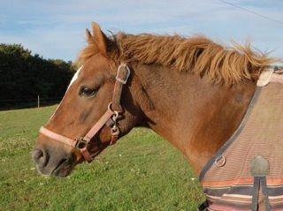 Anden særlig race Trille ( lille søsters pony ) '' solgt'' billede 20