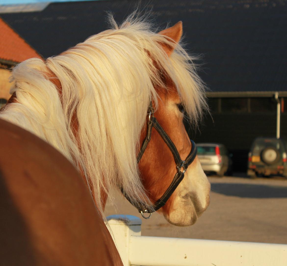 Haflinger Mille Skov billede 3