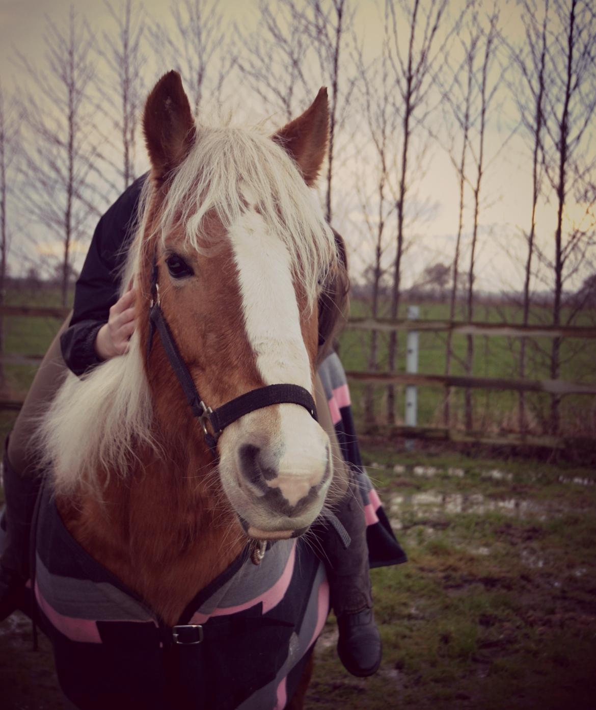 Haflinger Sofie - The wind of heaven is that which blows between a horse's ears. Foto: Malthe billede 2