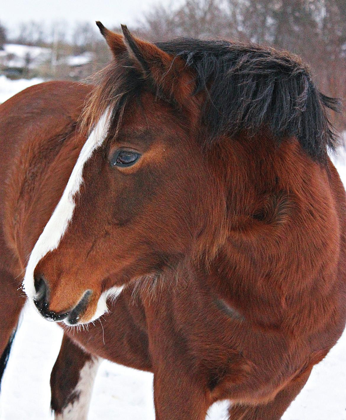 Anden særlig race Hesdalskær's Victoria - Januar 2014 ♥. billede 13