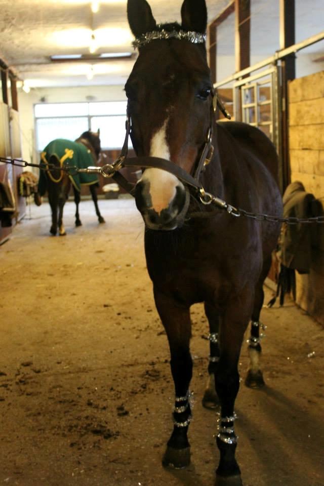 Anden særlig race Frej <3 *stjernen* - Stjernen efter stævnet<3
- placeret som nr. 2 
- seje hest <3 :-* billede 11